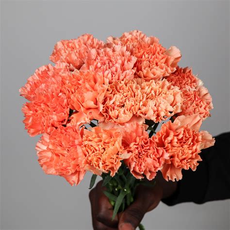 carnation hermes|carnation Hermes orange stem.